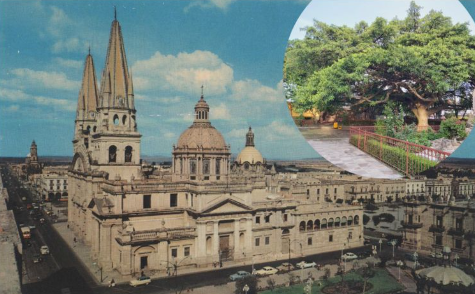 Árbol más antiguo de Guadalajara